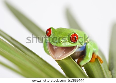 Red eyed tree frog sitting on leaf