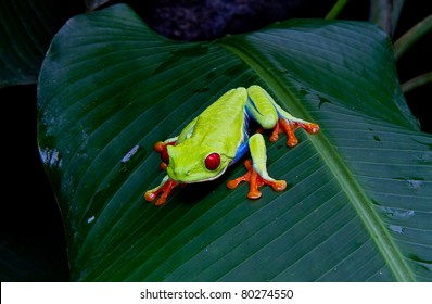 Red eyed tree frog stalks his prey in a Costa Rican  jungle.