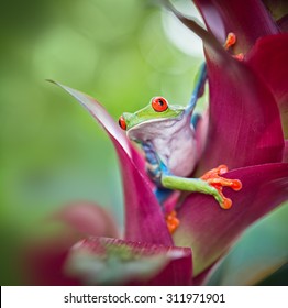 Red Eyed Tree Frog From The Tropical Jungle Of Costa RIca, Nicaragua And Panama Macro Of An Exotic Rain Forest Animal, Rainforest Treefrog