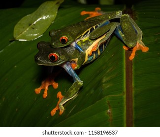 Red Eyed Tree Frogs Mating Arenal Stock Photo (Edit Now) 1158196537