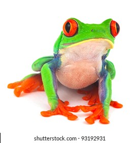 Red Eyed Treefrog Macro Isolated Exotic Frog Curious Animal Bright Vivid Colors Agalychnis Calydrias Beautiful Eye Colorful Amphibian Looking Up Closeup