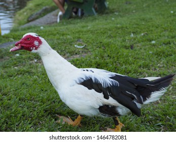 177 Muskovy duck Images, Stock Photos & Vectors | Shutterstock