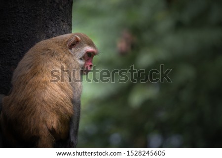 Red face monkey on a tree