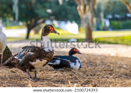 Red face Muscovy ducks on a rural farm
