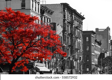 Red fall tree in black and white NYC street scene on 2nd Avenue in the East Village of Manhattan, New York City