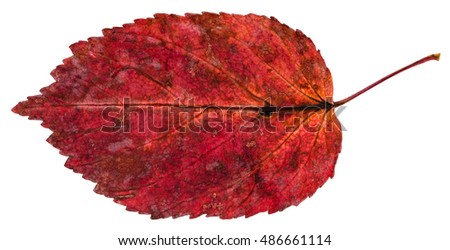 red fallen leaf of ash-leaved maple tree (Acer negundo, Box elder, boxelder maple, ash-leaved maple, maple ash) isolated on white background