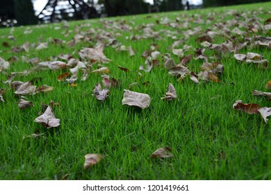 red falling leaves