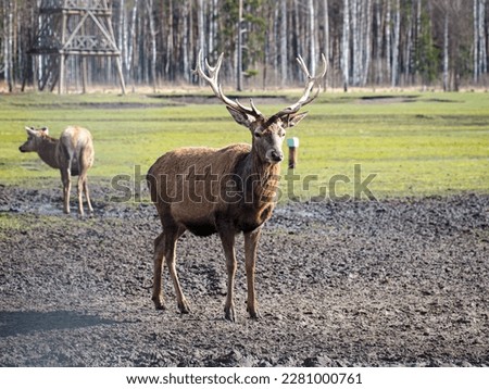 Red , fallow deer majestically powerful adult animal outside the forest. Mouflons that live with deer. A large animal in the natural forest. The wild landscape creates nature. Deer garden.