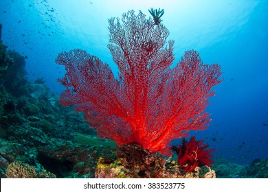 Red fan, soft coral, shape of Canadian flag. Healthy reef, Nusa Penida, Indonesia.