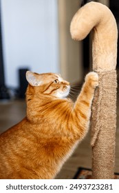 The red fat cat sharpens its claws on the scratching post.
