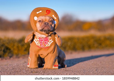 Red Fawn French Bulldog Dog Dressed Up With Funny Christmas Gingerbread Full Body Costume With Arms And Hat