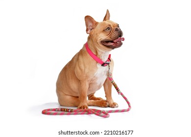 Red fawn French Bulldog dog wearing pink collar with rope leash on white background