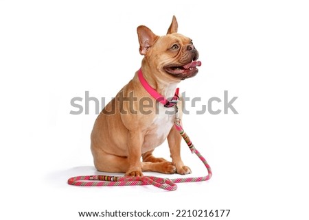 Red fawn French Bulldog dog wearing pink collar with rope leash on white background