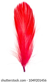 Red Feather Isolated On White Background