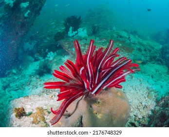 Red Feather Star Fish Under The Sea.