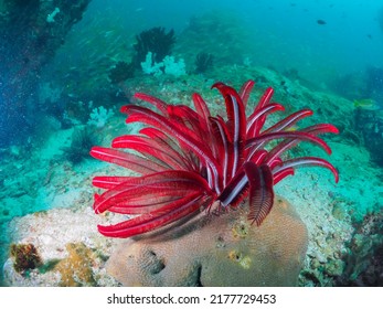 Red Feather Star Fish Under The Sea.