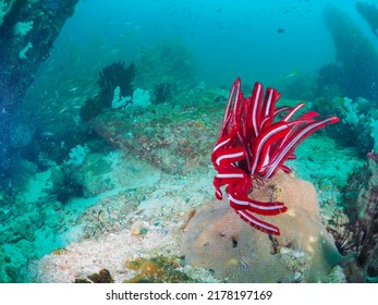 Red Feather Star Fish Under The Sea.