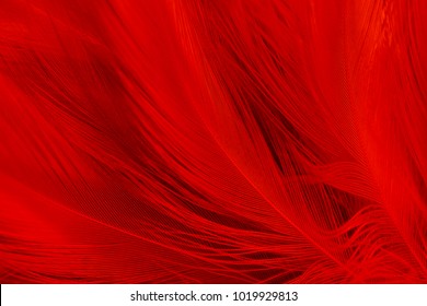 Red Feather Texture Background