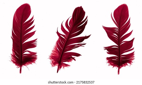 Premium Photo  Red feathers background