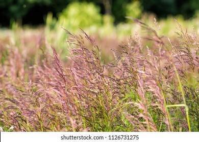 Red Fescue On The Field In Summer