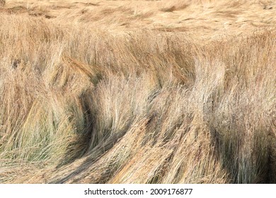 Red Fescue In Sunny July