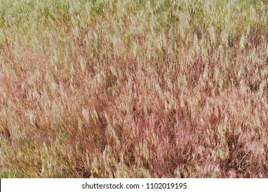 Red Fescue,a Grass Weed.