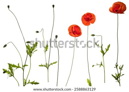 Red field poppies (a) - side on isolated images including foliage, open flowers and flower buds