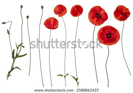 Red field poppies (c) - side on isolated images including foliage, open flowers and flower buds