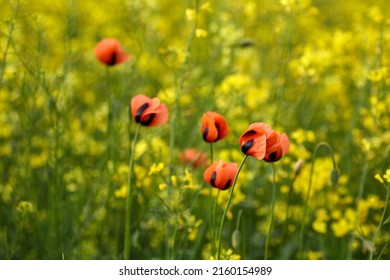 Red field poppies, close up. Summer wildflowers. rape field. - Shutterstock ID 2160154989