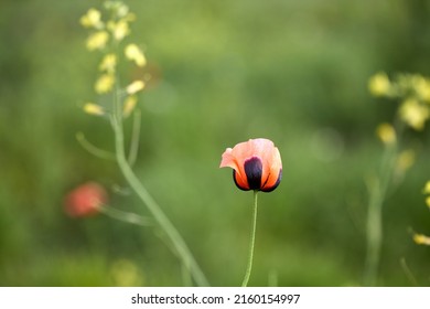 Red field poppies, close up. Summer wildflowers. - Shutterstock ID 2160154997