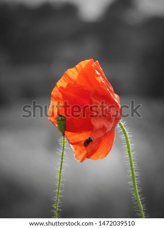 Similar – Summer poppy flower