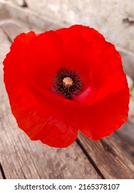 Red field poppy flower on a wooden background close-up.