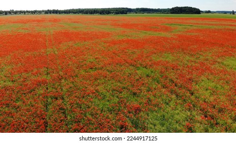 A red field of poppy flowers. Aerial view.