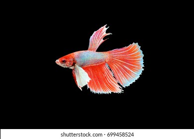 Red fighting fish on black background