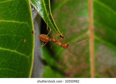 Red Fire Ant