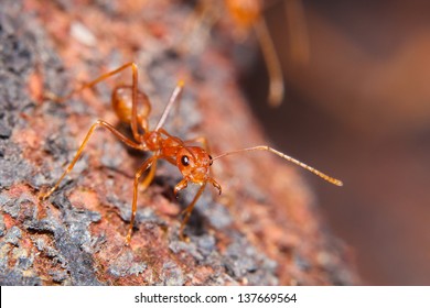 Red Fire Ant