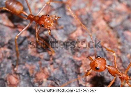 Red Fire Ant