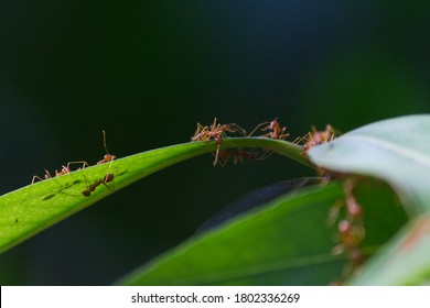 Red Fire Ants Building Nest