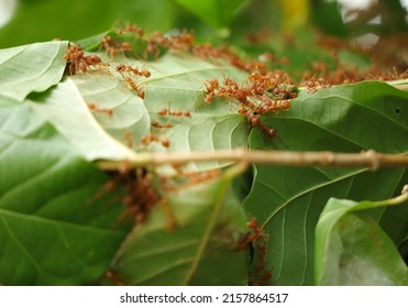 Red Fire Ants Building Nest. Ant Nest With Leaf On Mango Tree.