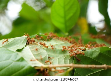 Red Fire Ants Building Nest. Ant Nest With Leaf On Mango Tree.