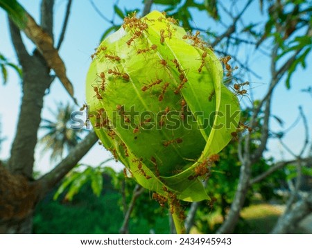 Red fire ants building nest on mango tree.Teamwork concept.