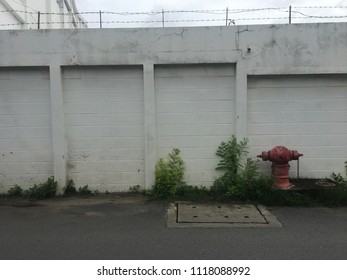Red fire hydrant and plants in front of the wall