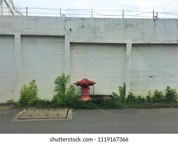 Red fire hydrant, plants and wall.