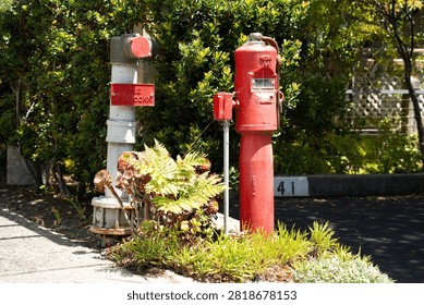 A red fire hydrant and a white and gray fire department connection are surrounded by lush green foliage and succulents on a sunny day