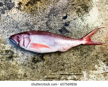 Red fish