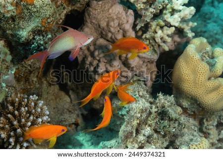 Red fish against the background of a coral reef