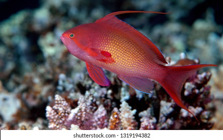 Red Fish In Coral Reed