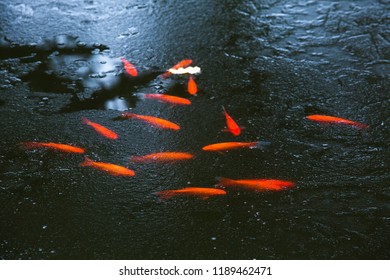 Red Fish In The Lake, Under A Thin Layer Of Ice, Top View