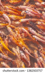 A Lot Of Red Fish For Fish Pilling On Koggala Lake, Galle District, Sri Lanka