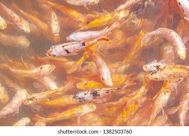 A Lot Of Red Fish For Fish Pilling On Koggala Lake, Galle District, Sri Lanka